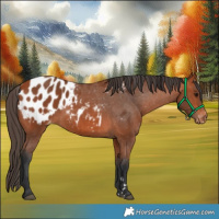 Horse Color:Bay Appaloosa 