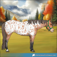 Horse Color:Bay Appaloosa 