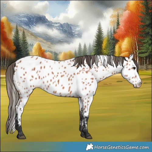 Horse Color:Bay Appaloosa 