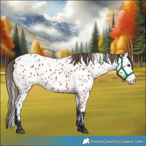 Horse Color:Bay Appaloosa 