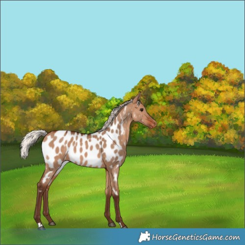 Horse Color:Silver Brown Dun Appaloosa 