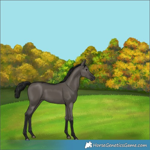 Horse Color:Gray Grullo 