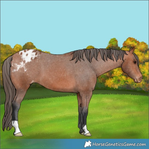 Horse Color:Bay Appaloosa 