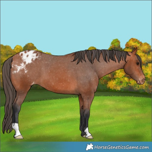 Horse Color:Bay Appaloosa 