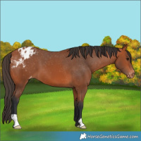 Horse Color:Bay Varnish 