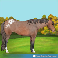 Horse Color:Bay Appaloosa 