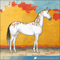 Horse Color:Gray Buckskin Roan Splash Near Leopard Rabicano 