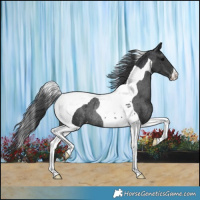 Horse Color:Black Tobiano Blanket Rabicano 