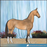 Horse Color:Buckskin 