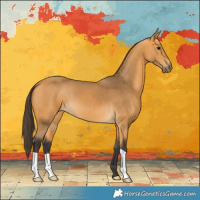 Horse Color:Buckskin 