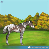 Horse Color:White Spotted Liver Chestnut Sabino Blanket