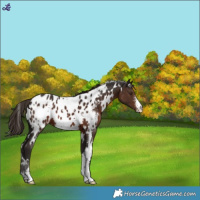 Horse Color:White Spotted Liver Chestnut Sabino Near Leopard 