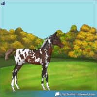 Horse Color:White Spotted Liver Chestnut Blanket 