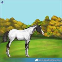 Horse Color:White Spotted Liver Chestnut Near Fewspot 