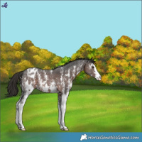 Horse Color:Liver Chestnut Sabino Blanket 
