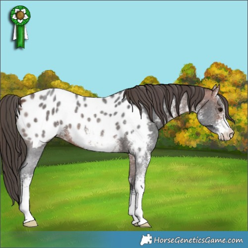 Horse Color:White Spotted Bay Appaloosa 