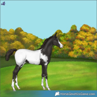Horse Color:Liver Chestnut Snowcap