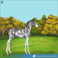 Horse Color:Liver Chestnut Sabino Appaloosa