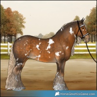 Horse Color:White Spotted Chocolate Palomino