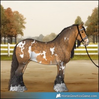Horse Color:White Spotted Buckskin 