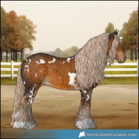 Horse Color:White Spotted Chocolate Palomino