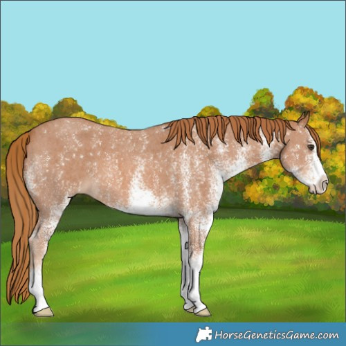 Horse Color:White Spotted Chestnut 