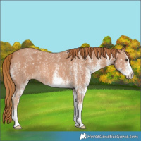 Horse Color:White Spotted Chestnut 