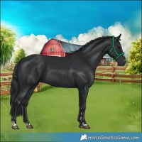Horse Color:Black 