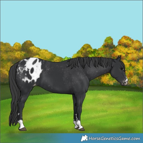 Horse Color:Black Appaloosa