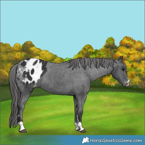 Horse Color:Black Blanket 