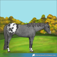 Horse Color:Black Appaloosa 
