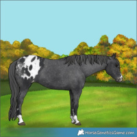 Horse Color:Black Appaloosa 