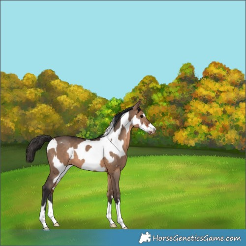 Horse Color:Bay Dun  and Bay Dun Frame 