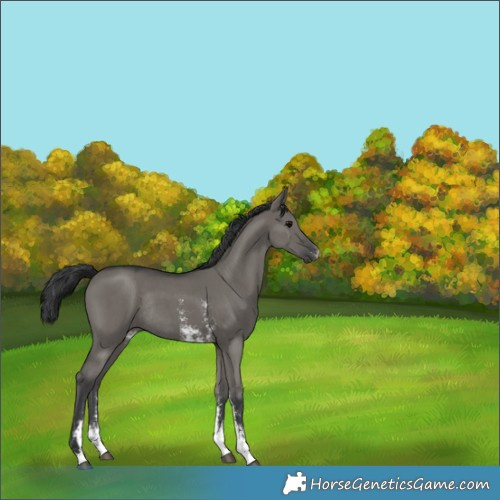 Horse Color:Grullo Sabino Rabicano