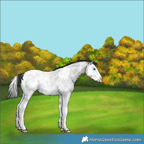 Horse Color:Blue Ice Roan Splash Appaloosa 