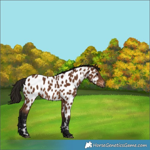 Horse Color:Gray Bay Appaloosa 