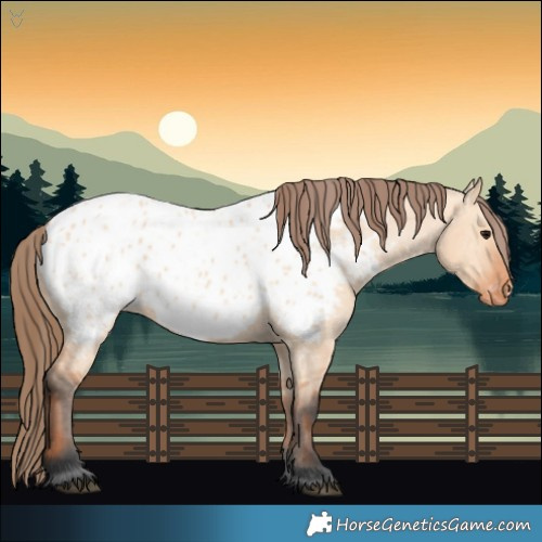 Horse Color:Bay Dun Appaloosa 