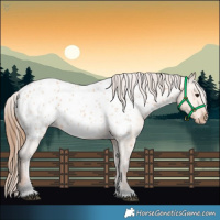 Horse Color:Bay Dun Near Leopard 