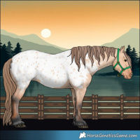 Horse Color:Bay Dun Near Leopard 