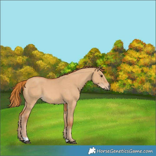 Horse Color:Red Dun 