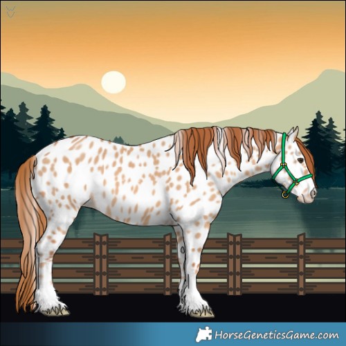 Horse Color:Red Dun Near Leopard
