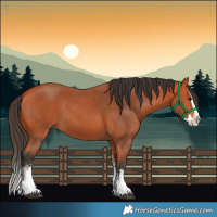 Horse Color:Bay Sabino Splash 