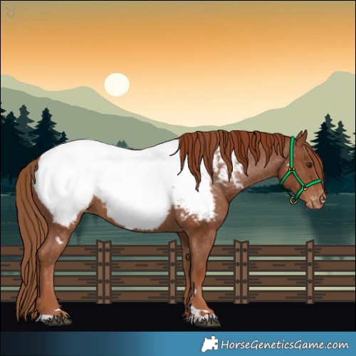 Horse Color:Chestnut Near Fewspot