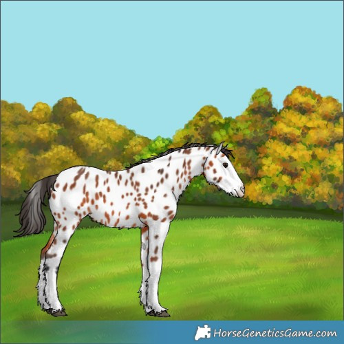 Horse Color:Bay Splash Near Leopard 