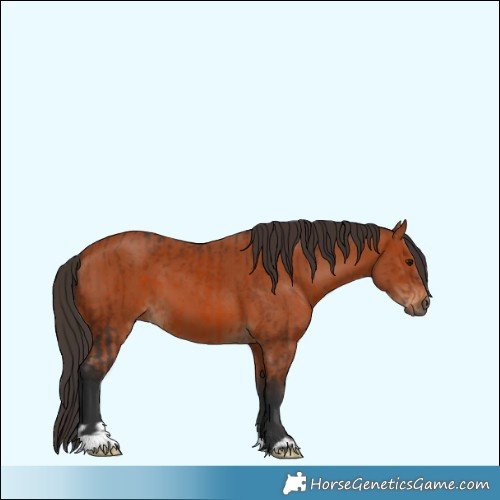 Horse Color:Bay  and Bay 
