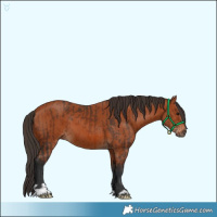 Horse Color:Bay  and Bay 