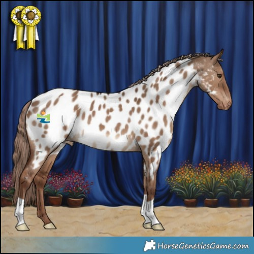 Horse Color:Liver Red Dun Appaloosa 