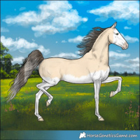 Horse Color:Amber Cream Champagne Splash 