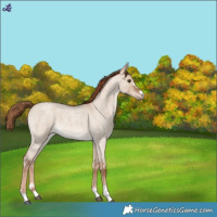 Horse Color:Red Dun Roan