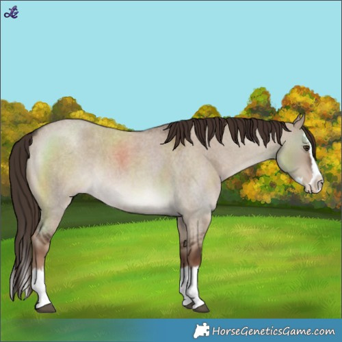 Horse Color:Liver Red Dun Roan Splash 